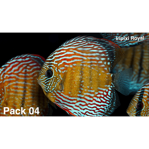 PACK 4 Iripixi 14-16 cm