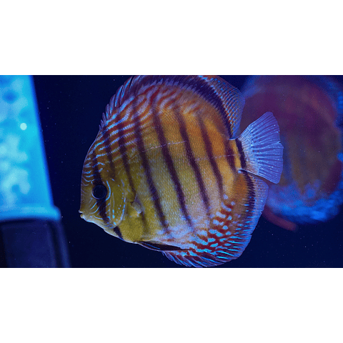 Christmas Pack 1 - 4 Beautiful Wild Discus