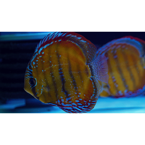 Christmas Pack 1 - 4 Beautiful Wild Discus