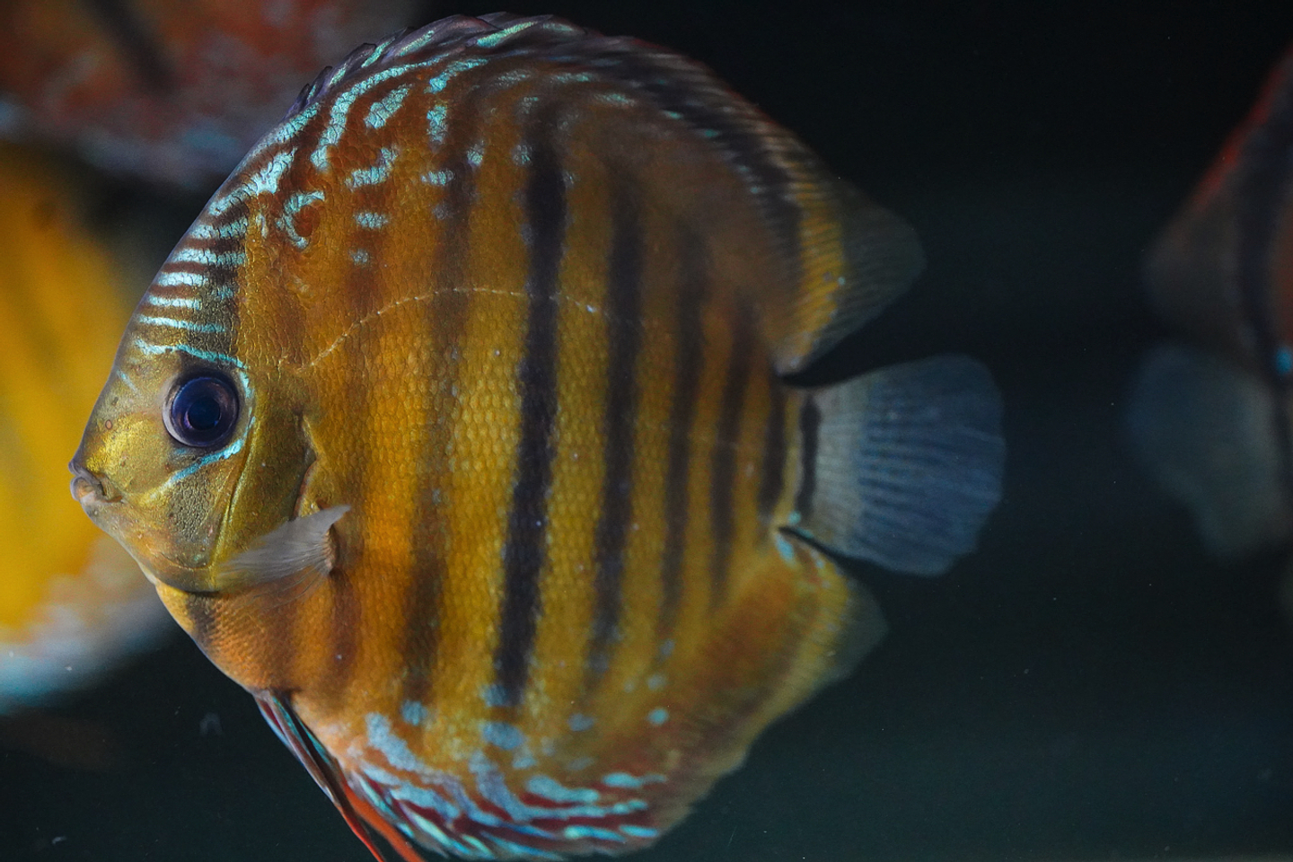 Barra de Ica Dorada 3