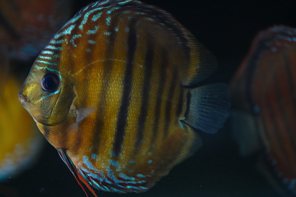 Barra de Ica Dorada 5