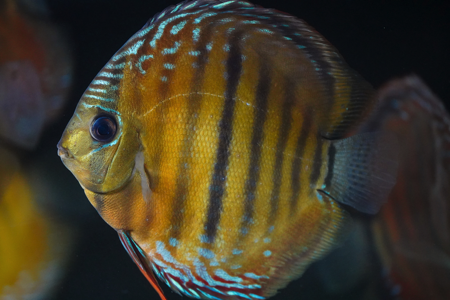 Barra de Ica Dorada 4