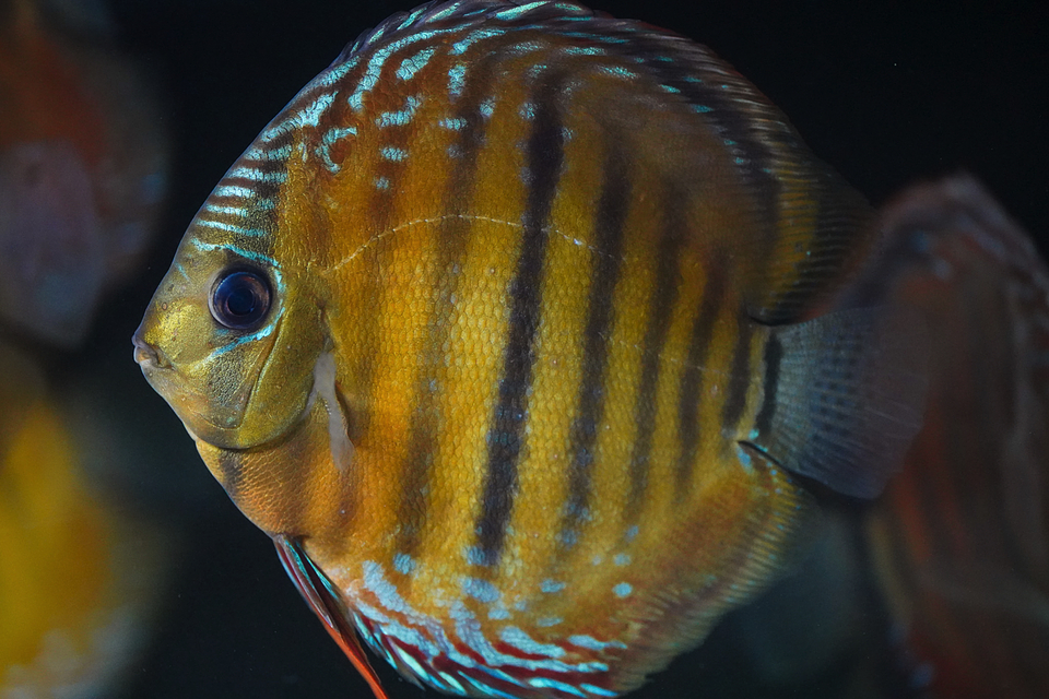 Barra de Ica Dorada 4