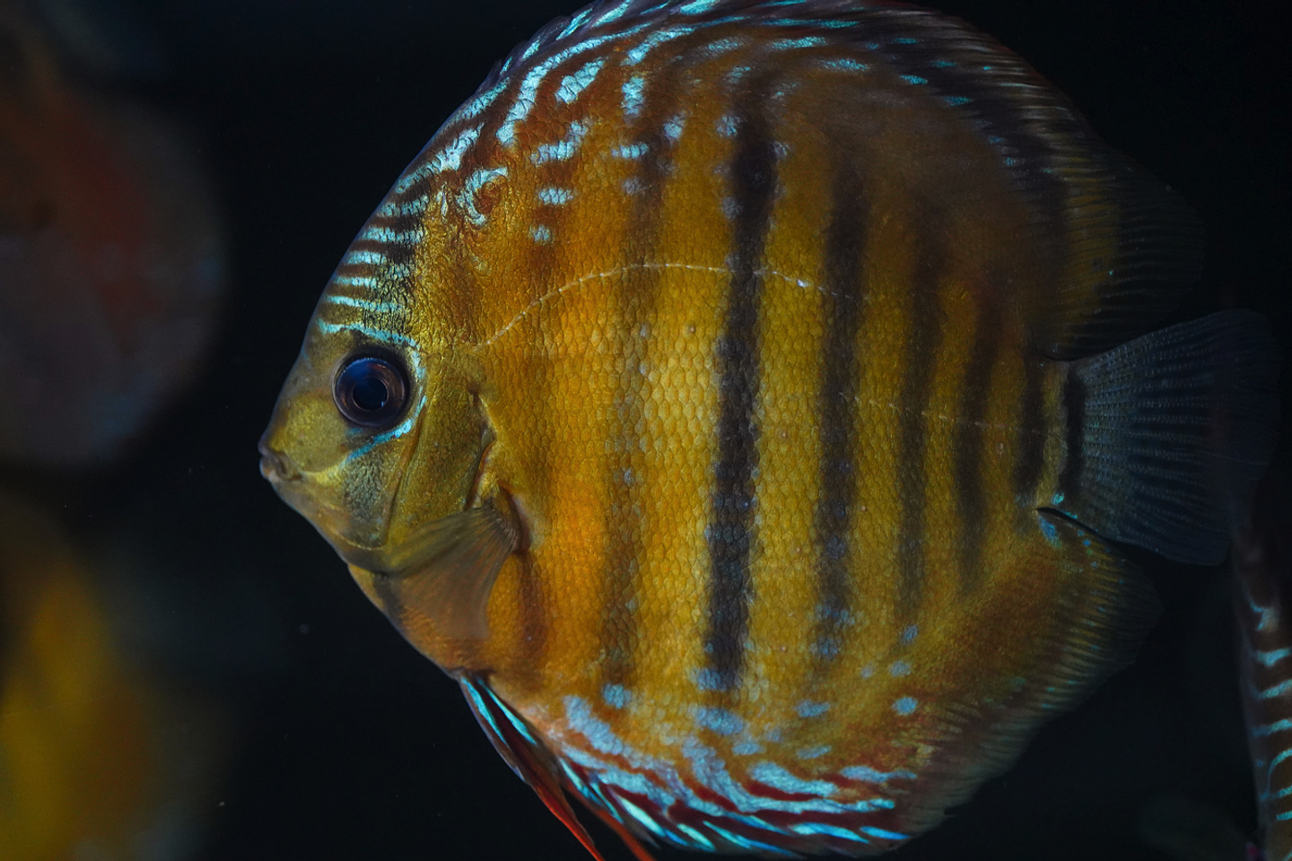 Barra de Ica Dorada 2