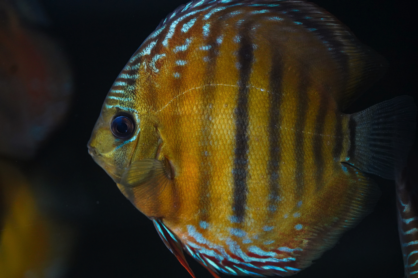 Barra de Ica Dorada 1