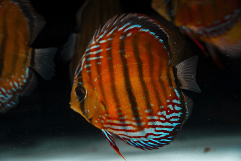 Semi Royal Barra Mansa 