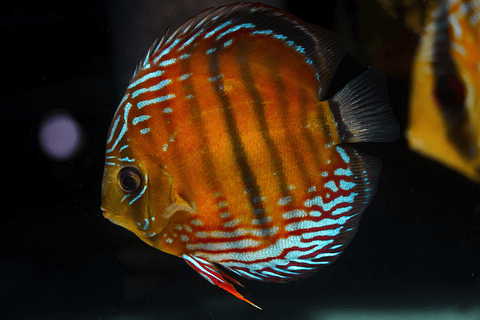 Semi Royal Barra Mansa 