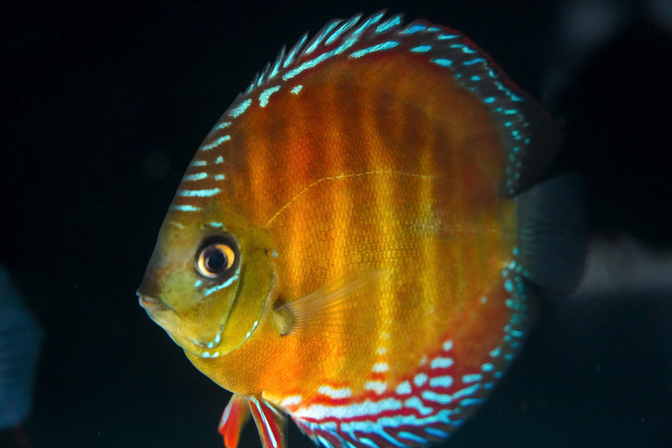 Cuipeua Red Solid 10