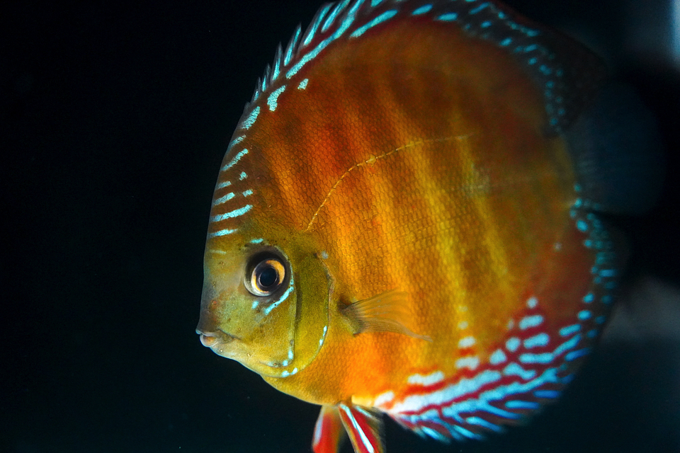 Cuipeua Red Solid 11