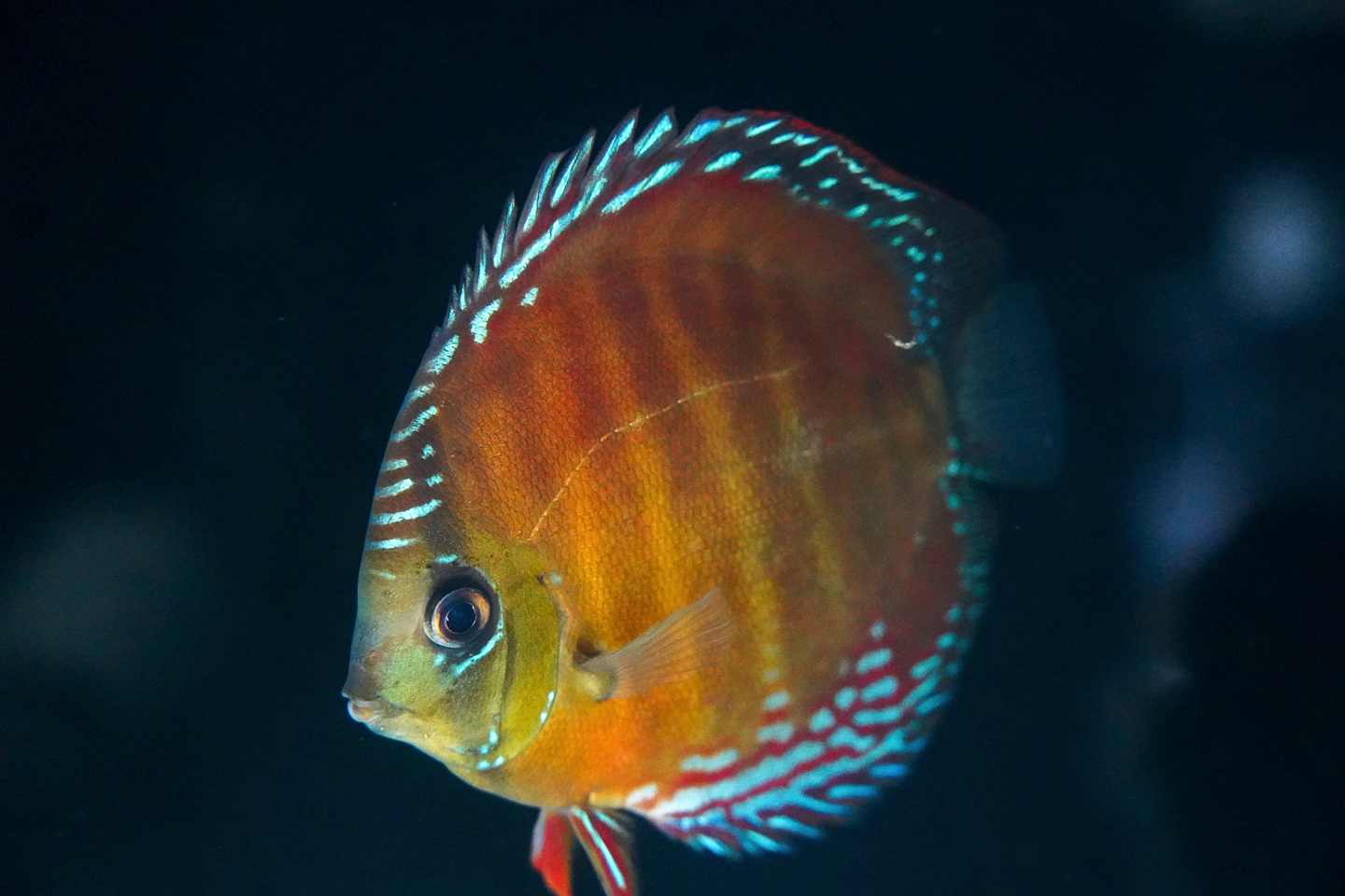 Cuipeua Red Solid 12