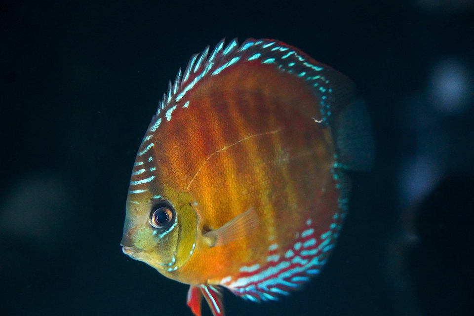 Cuipeua Red Solid 12