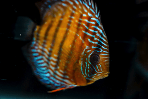 Barra mansa Semi Royal 