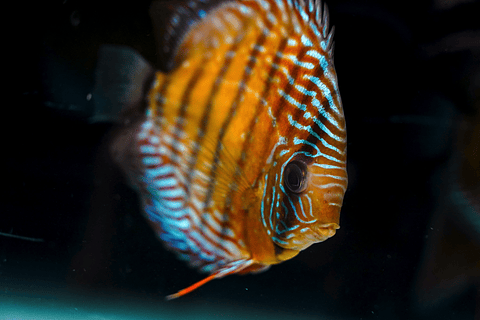 Barra mansa Semi Royal 