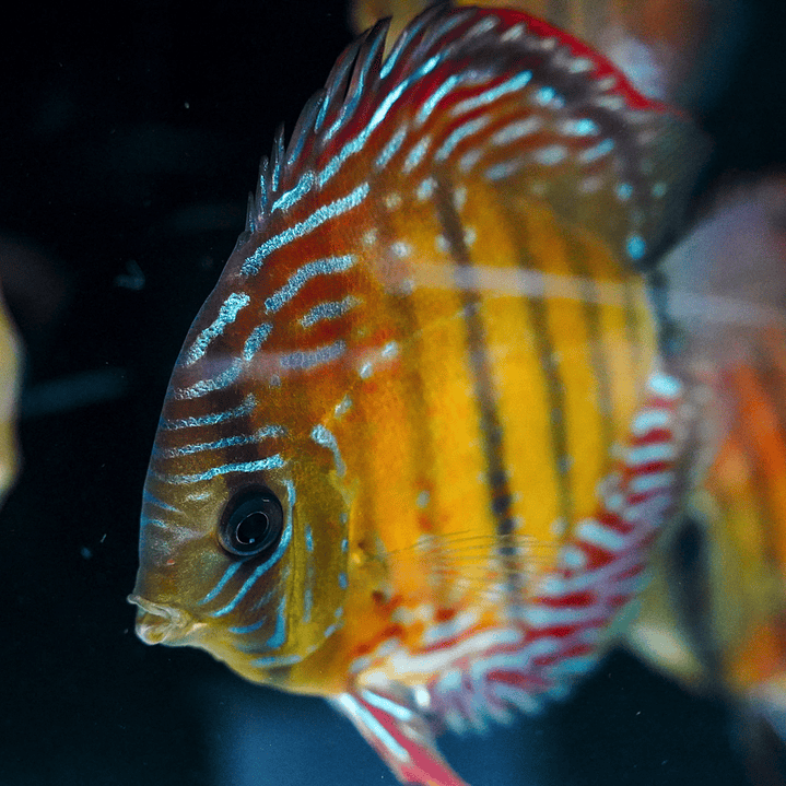 Cuipeua Semi Royal  2