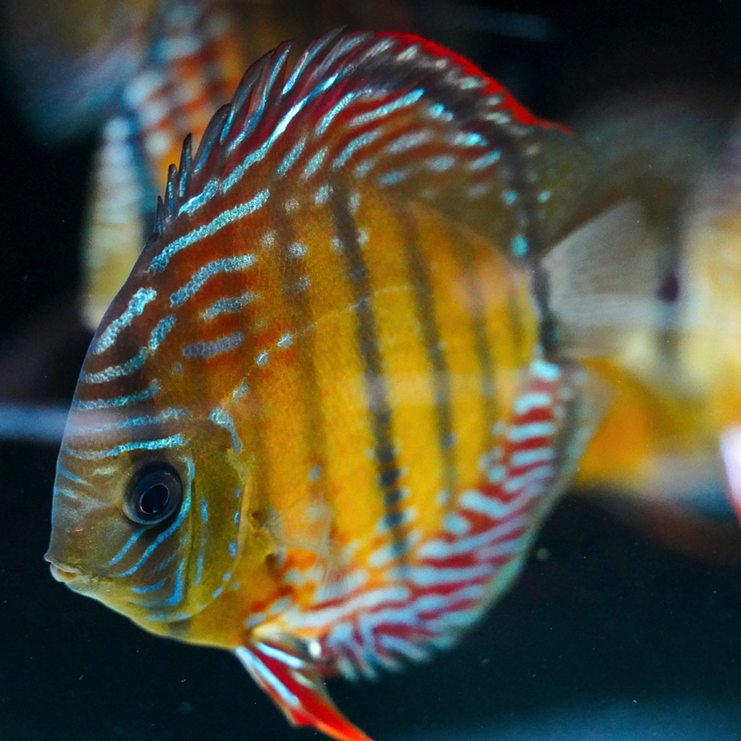 Cuipeua Semi Royal  7