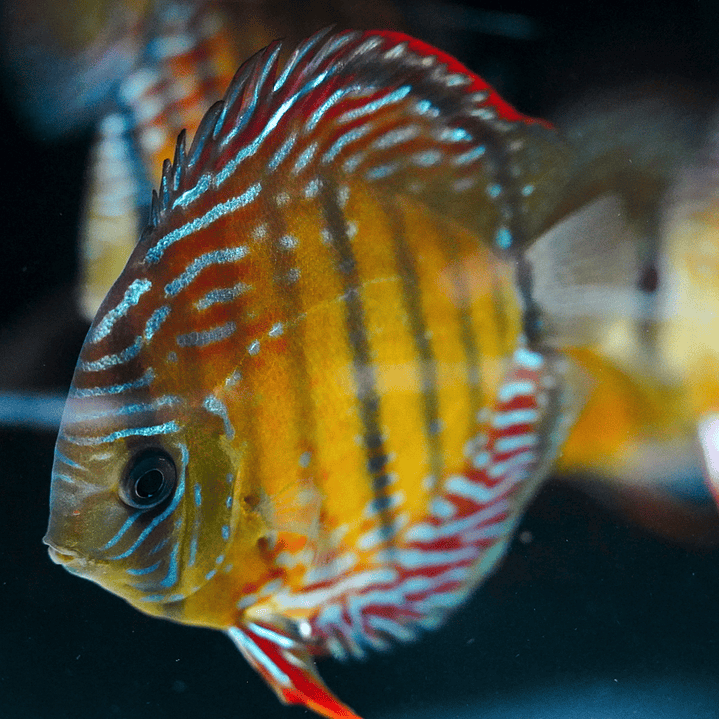 Cuipeua Semi Royal  7