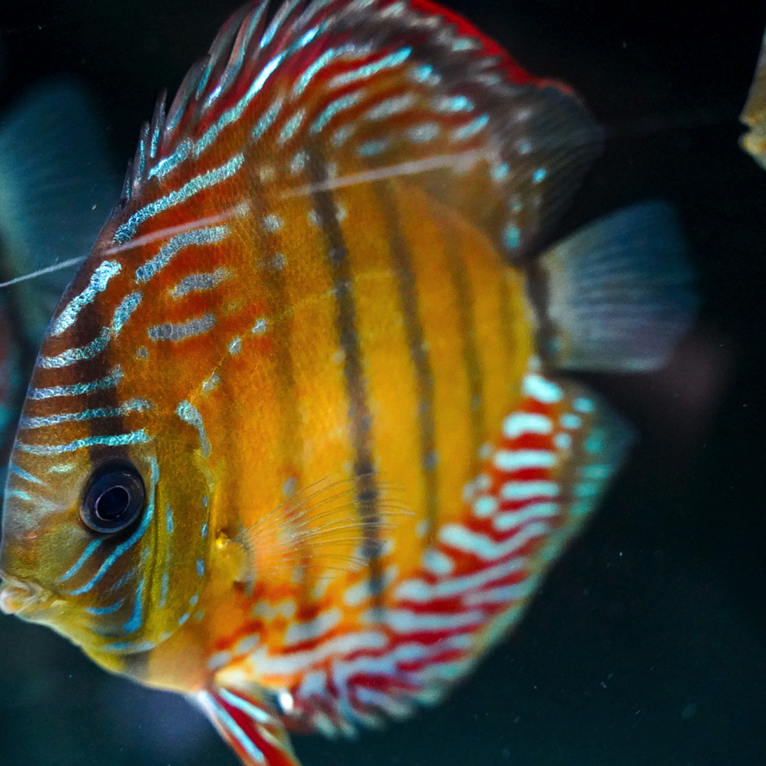 Cuipeua Semi Royal  4