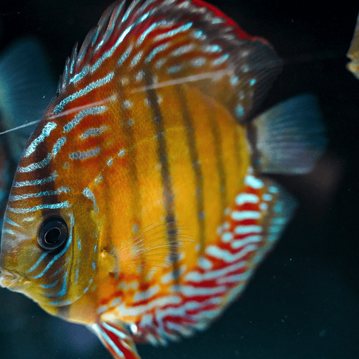 Cuipeua Semi Royal  4