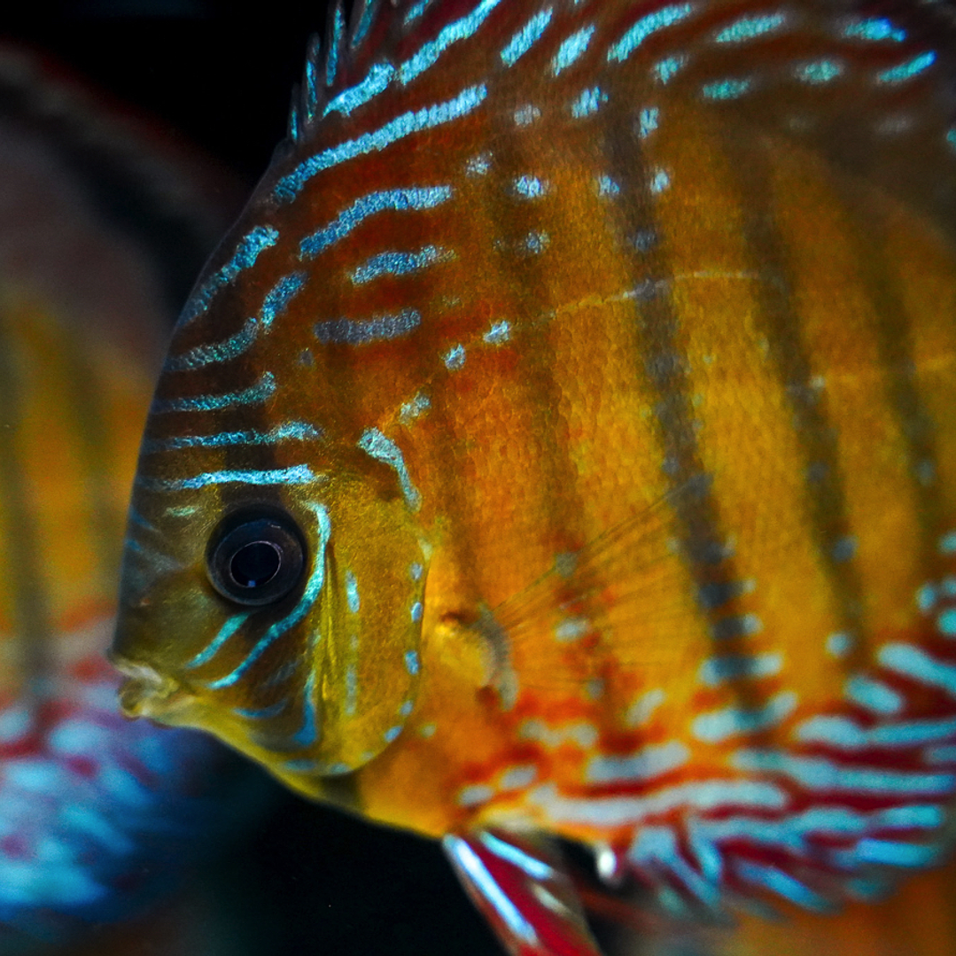 Cuipeua Semi Royal  6