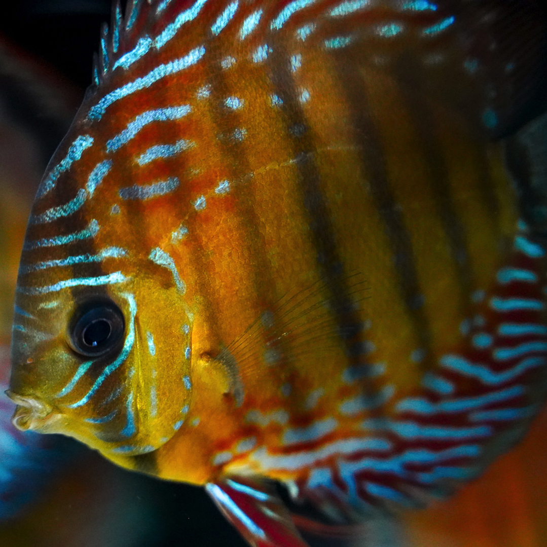 Cuipeua Semi Royal  11