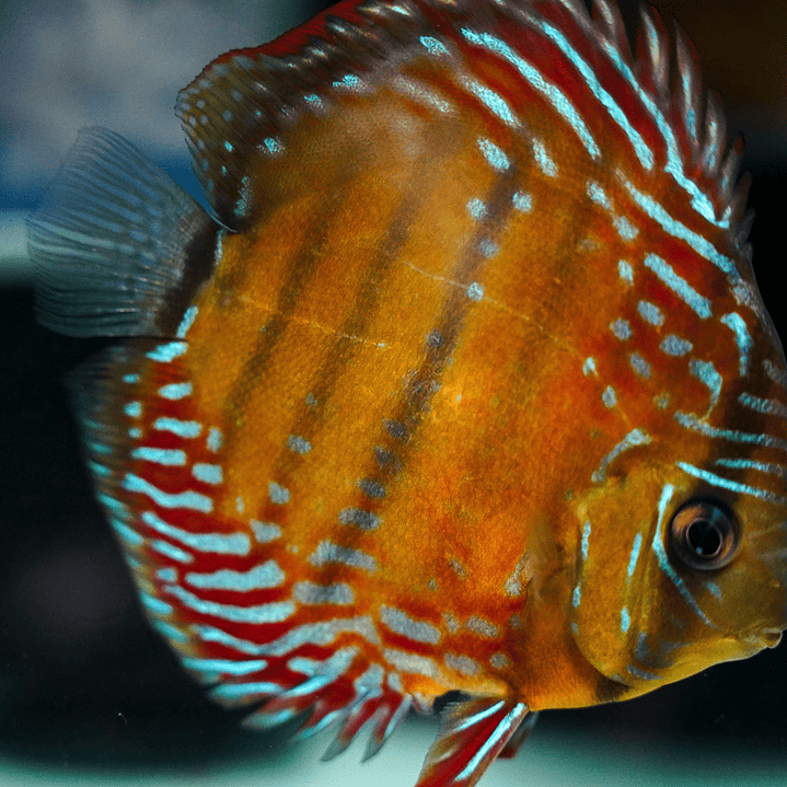 Cuipeua Semi Royal  3