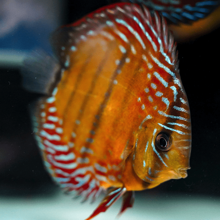 Cuipeua Semi Royal  8