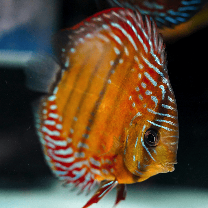 Cuipeua Semi Royal  10