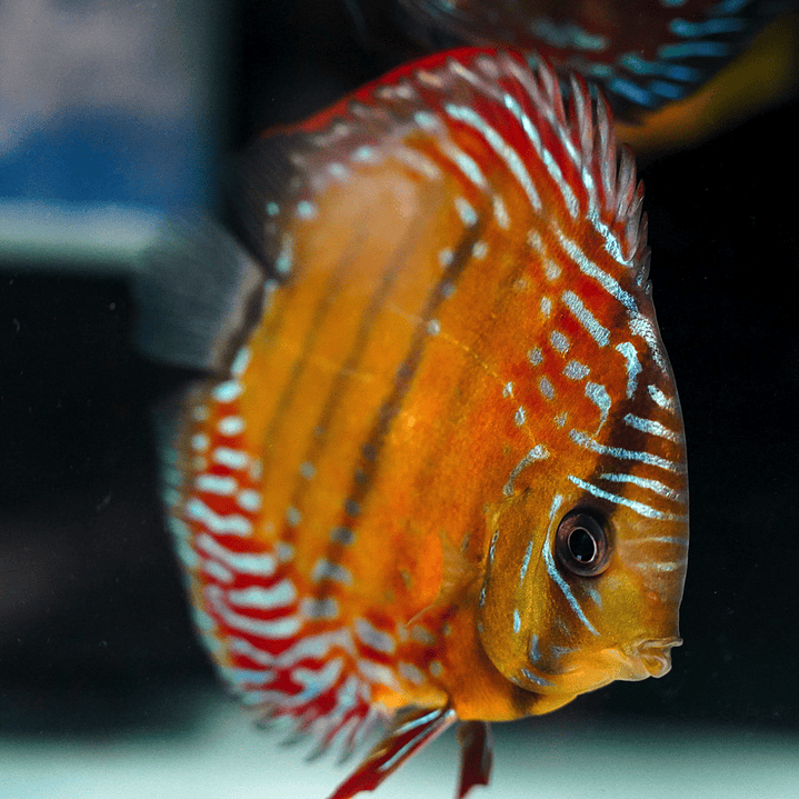 Cuipeua Semi Royal  5