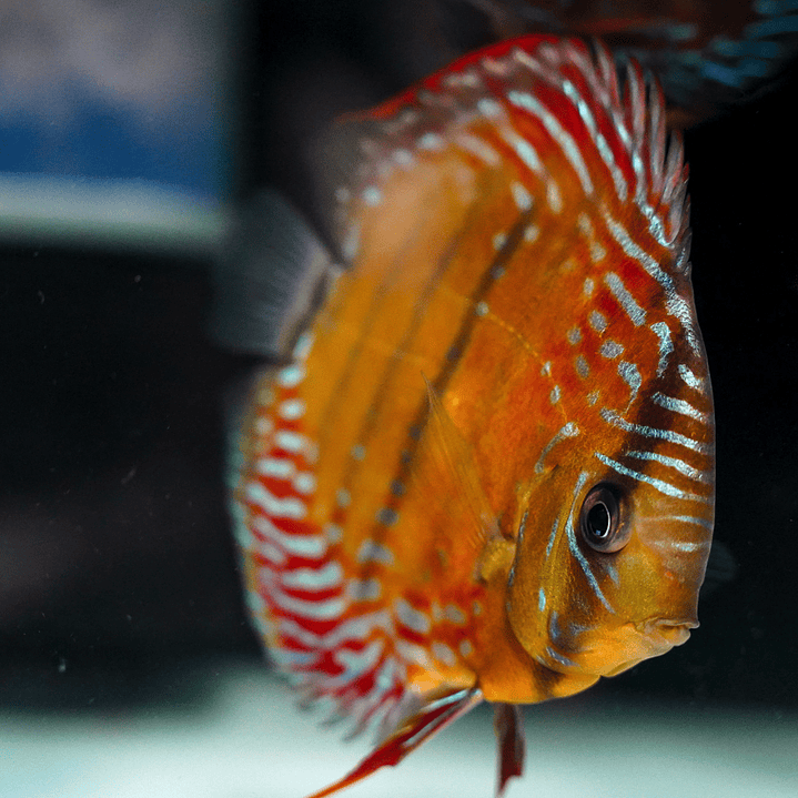 Cuipeua Semi Royal  12