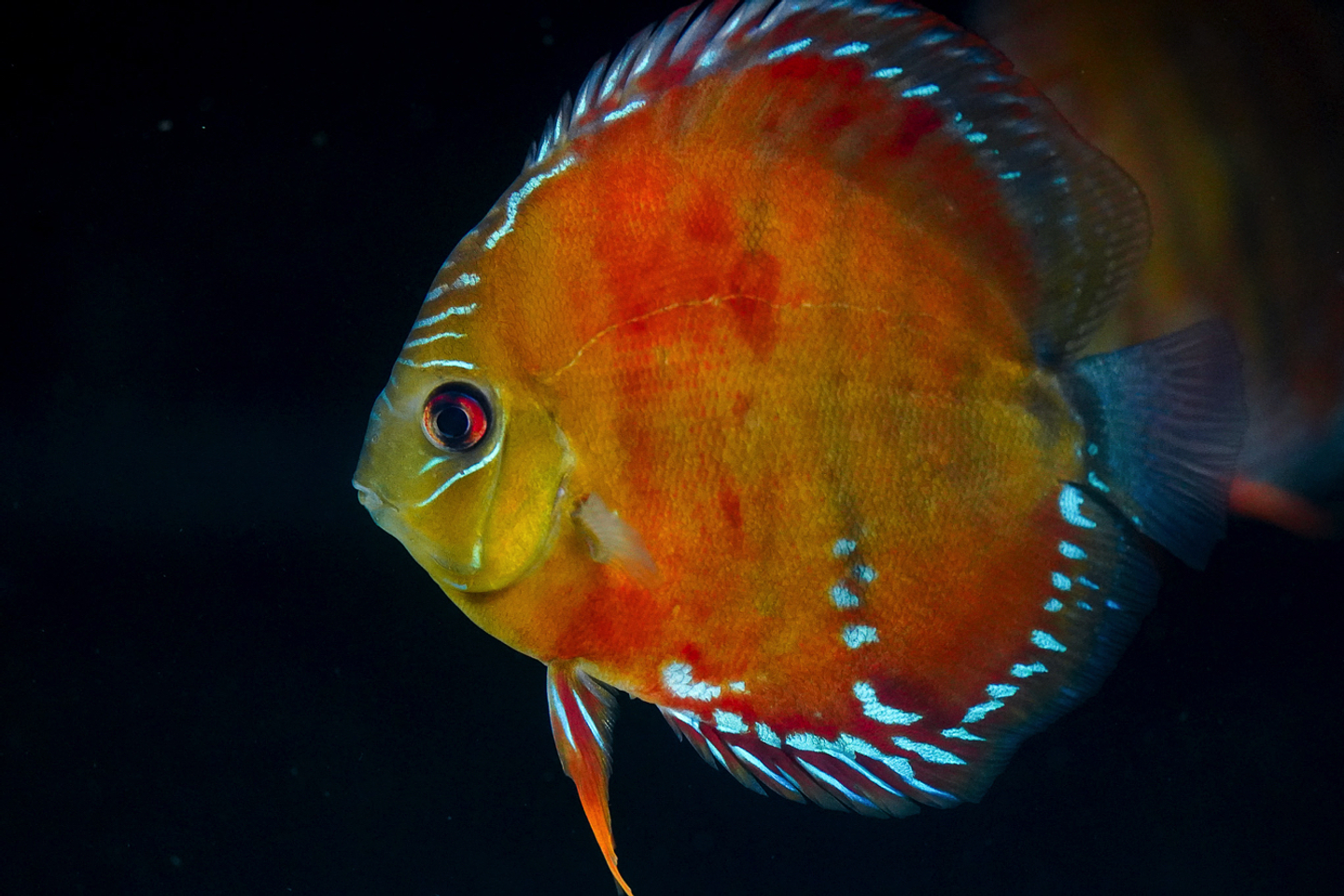 Cuipeua roja sólida 3