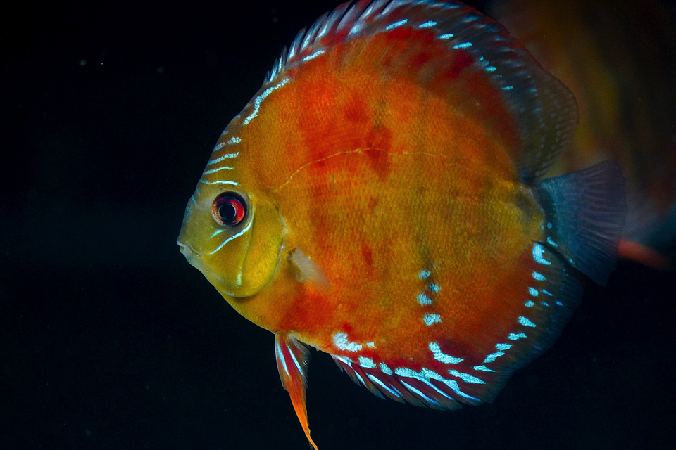 Cuipeua roja sólida 3