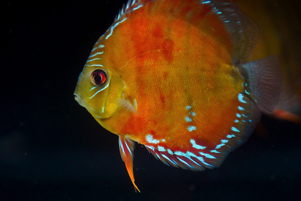 Cuipeua roja sólida 4