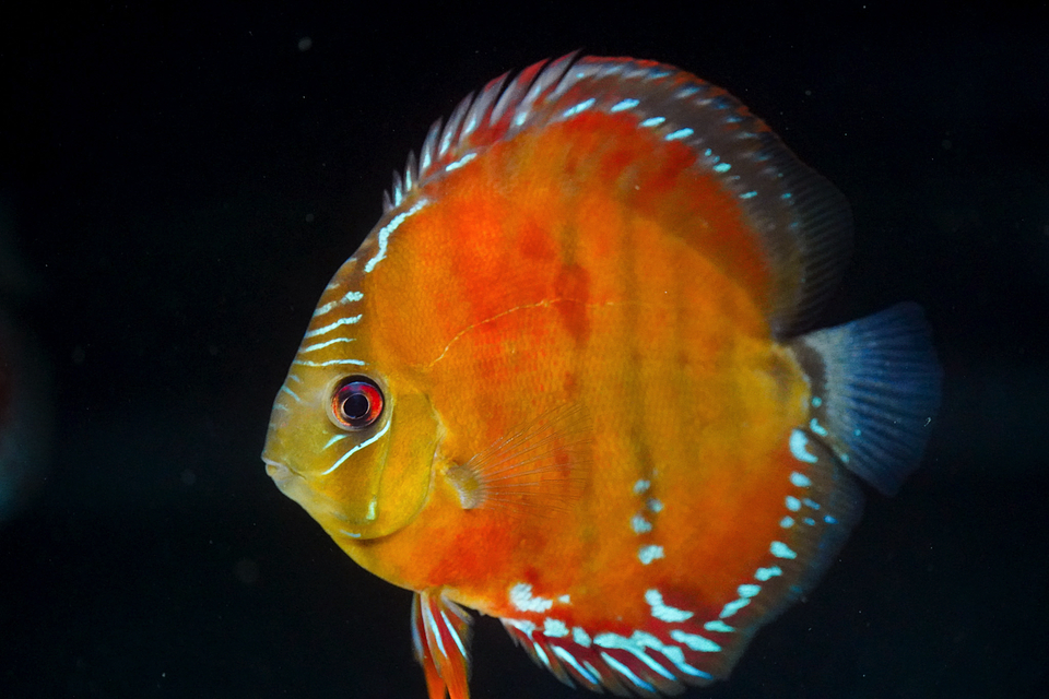 Cuipeua roja sólida 1