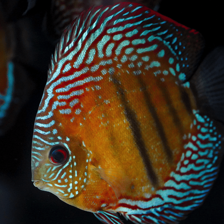 Semi Royal Iripixi  1