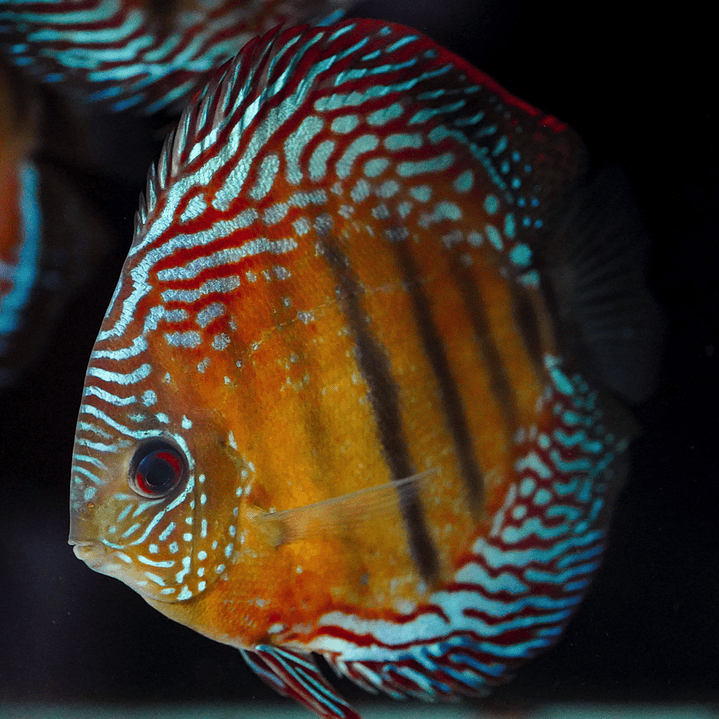 Semi Royal Iripixi  2