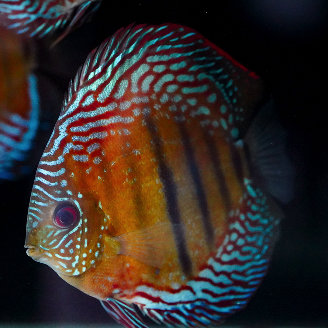 Semi Royal Iripixi  4