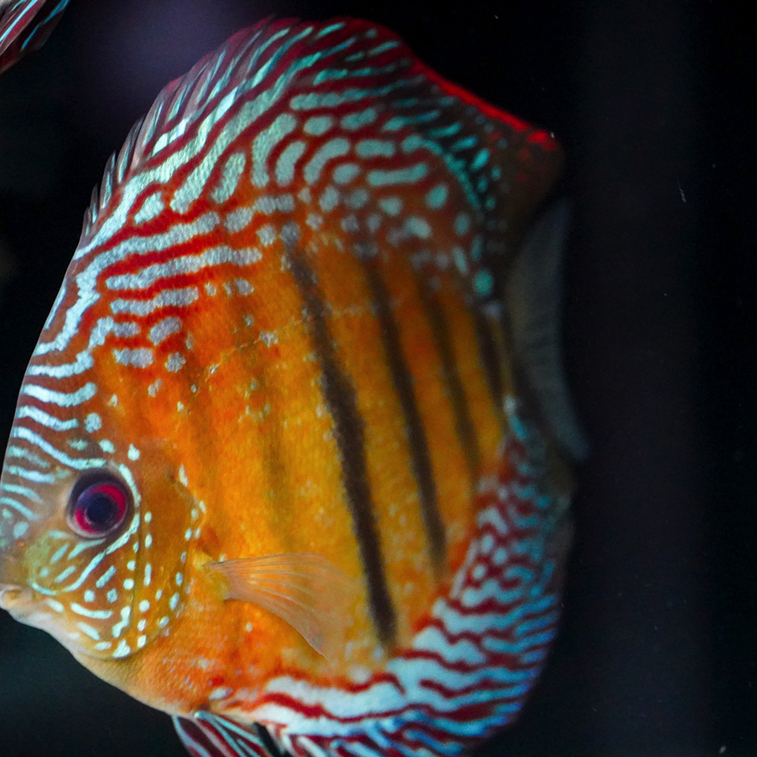 Semi Royal Iripixi  3