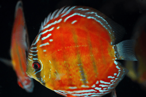 Cuipeua Rojo Sólido