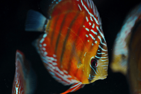 Cuipeua Rojo Sólido