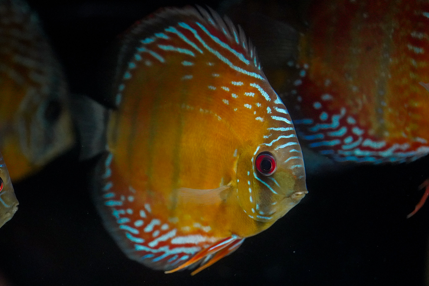 Cuipeua Semi Royal 1