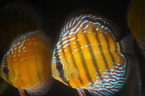 Semi Royal Barra Mansa 