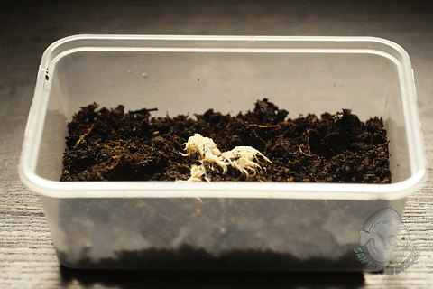 Enchytreia starter culture