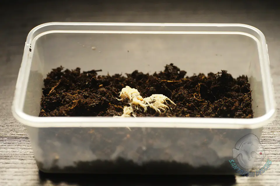 Enchytreia starter culture 2