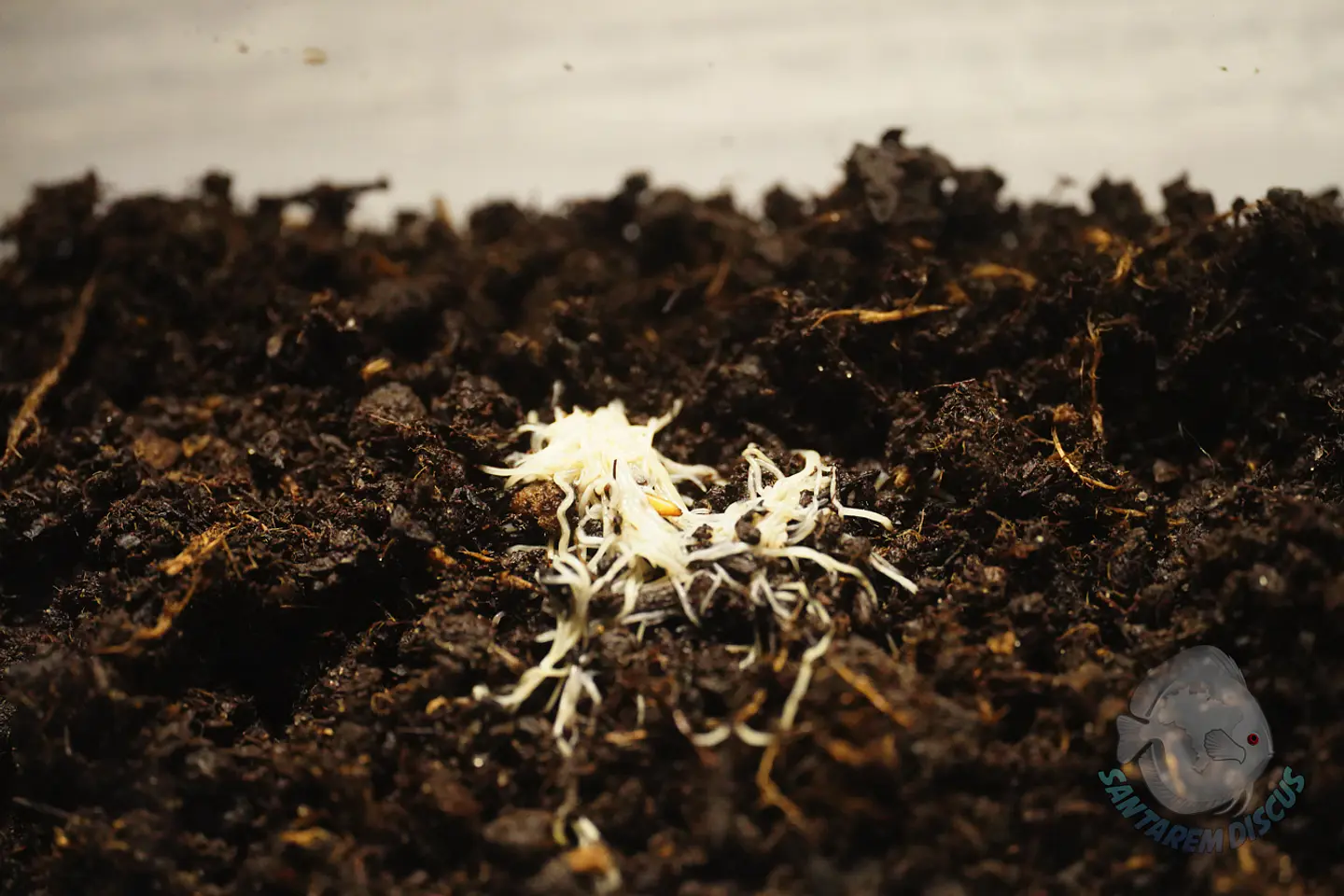 Enchytreia starter culture 1