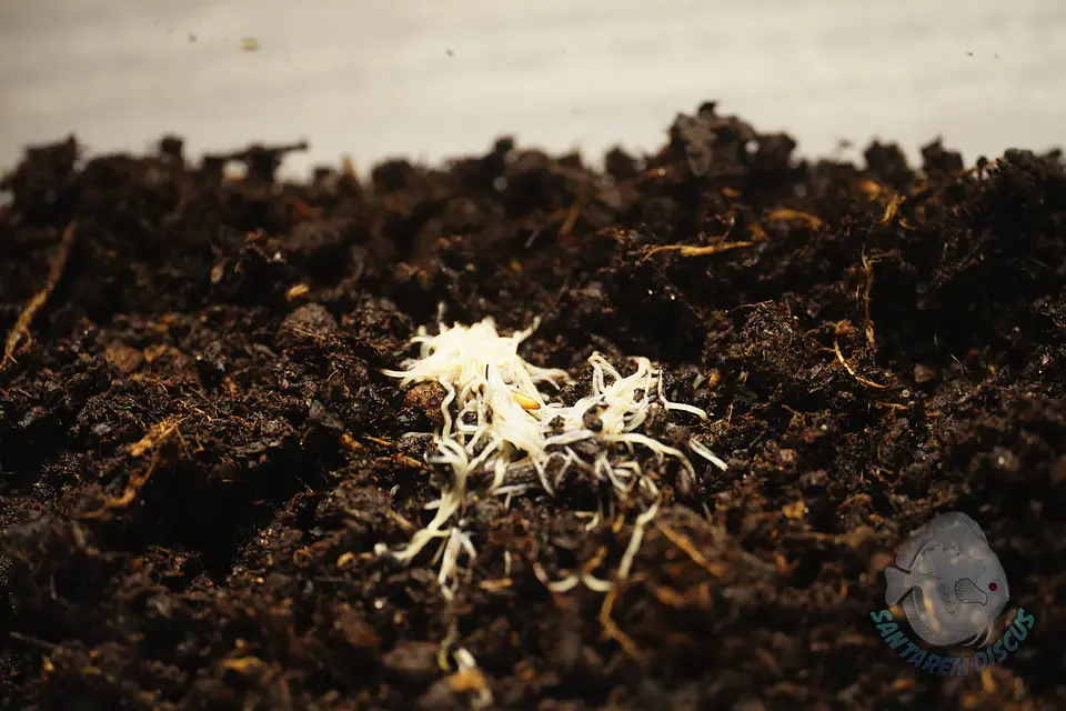 Enchytreia starter culture 1