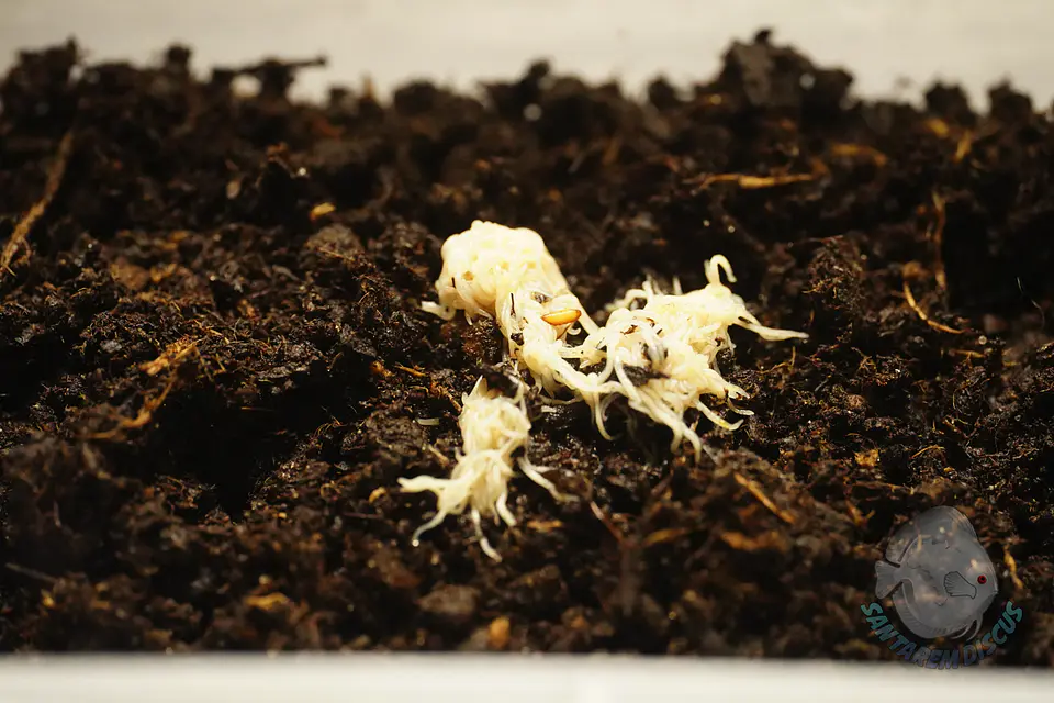 Enchytreia starter culture 3