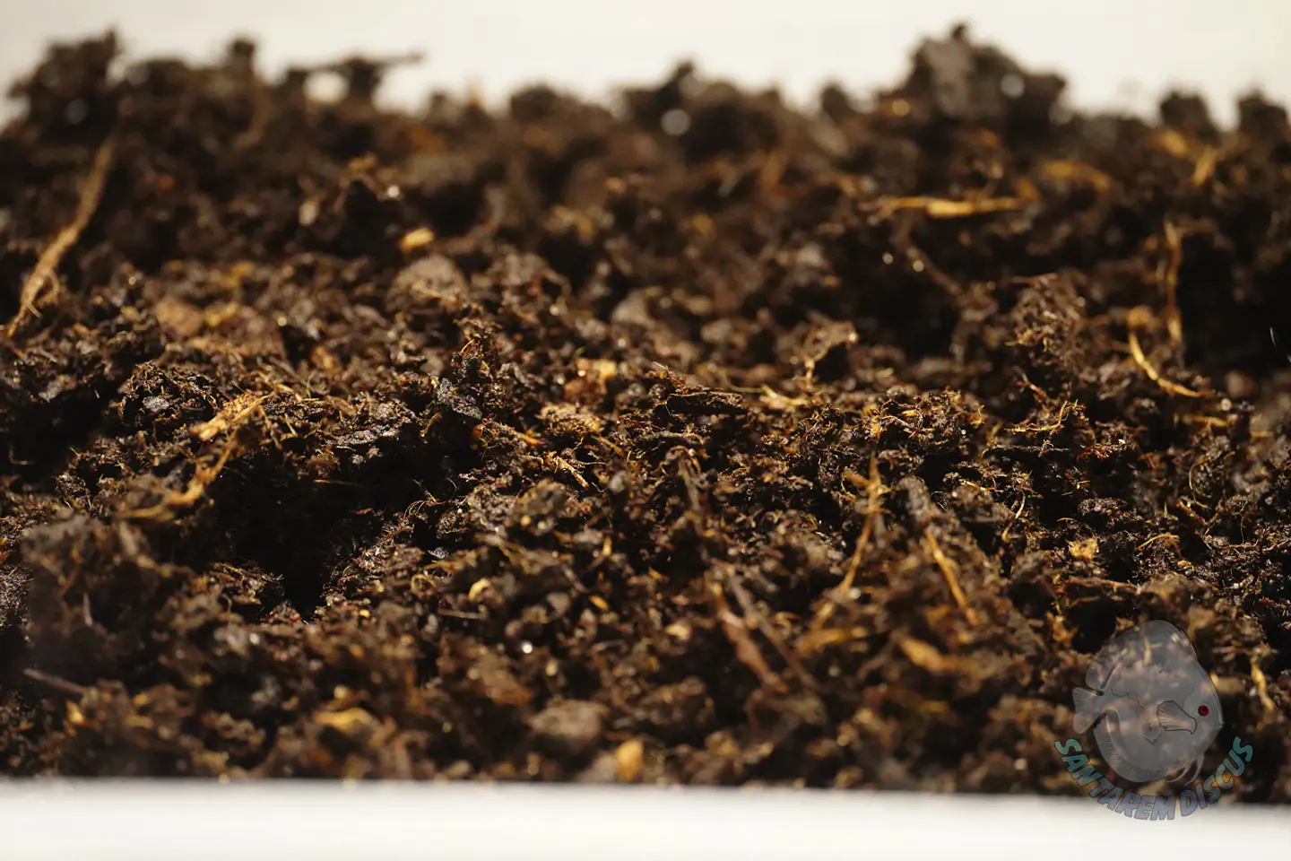 Enchytreia starter culture 5