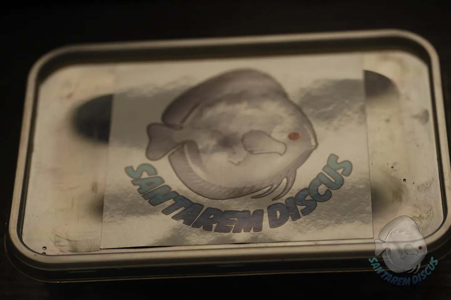 Enchytreia starter culture 6