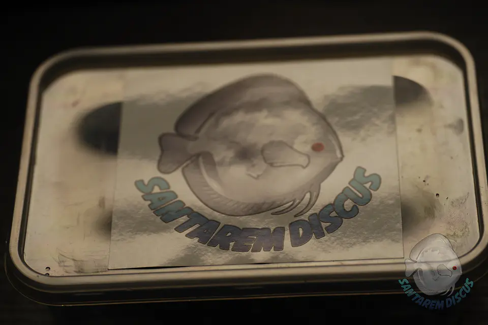 Enchytreia starter culture 6