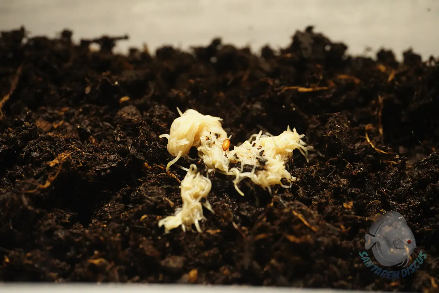 Enchytreia starter culture 4